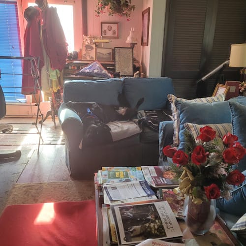 Customer photo review of Bison Liver Treats