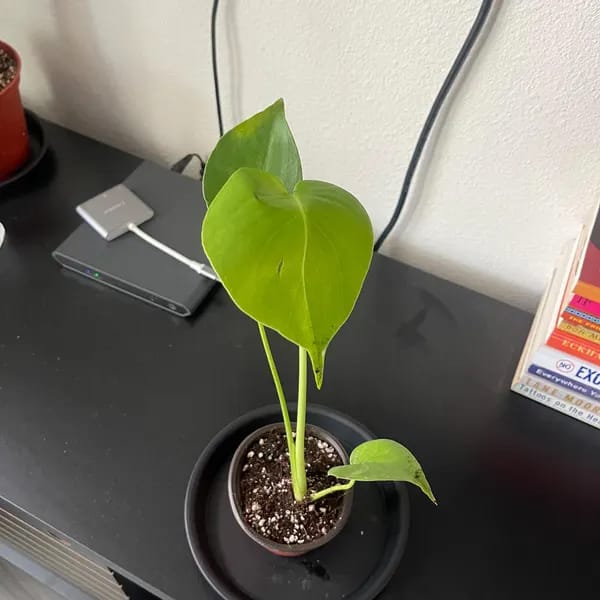 Customer photo review of Monstera Deliciousa Live Indoor Plant, Easy Care Low Light Houseplant, Air Purifier Monstera Gift Plant Mother's Day Pet Friendly Plant