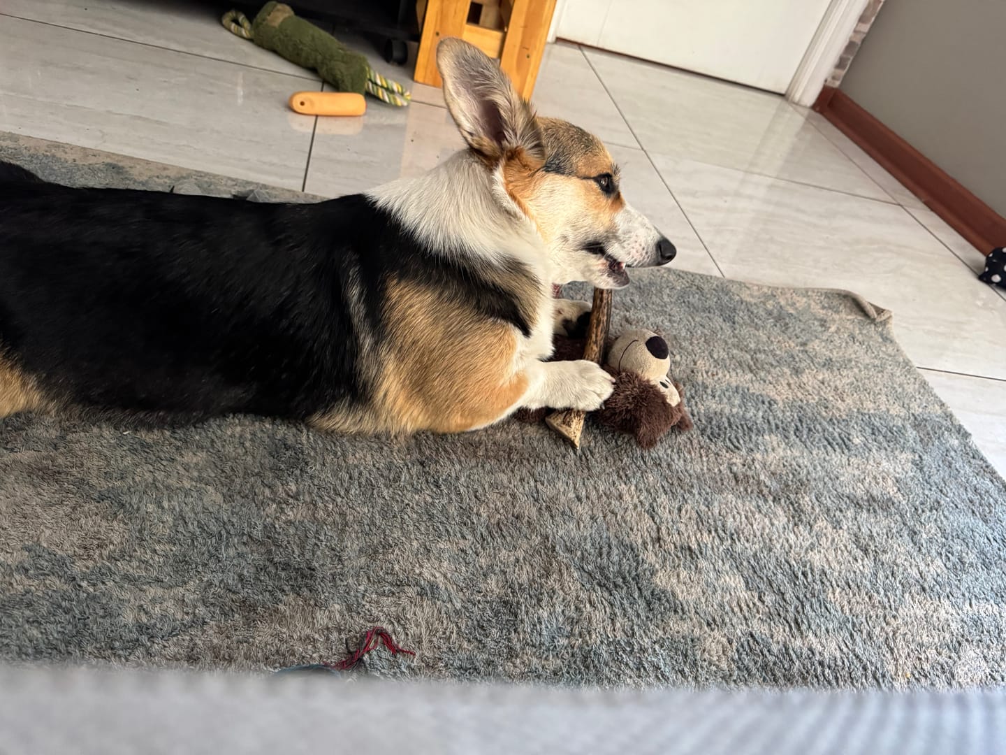Customer photo review of Asta de ciervo para perros - Regular