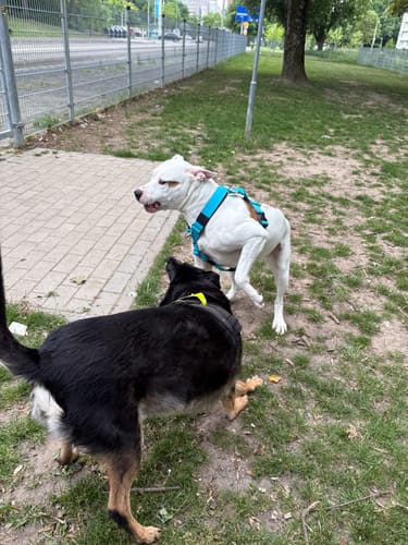 Customer photo review of Training Anti Pull TRI-Harness® | M-XL Breeds - Light Blue