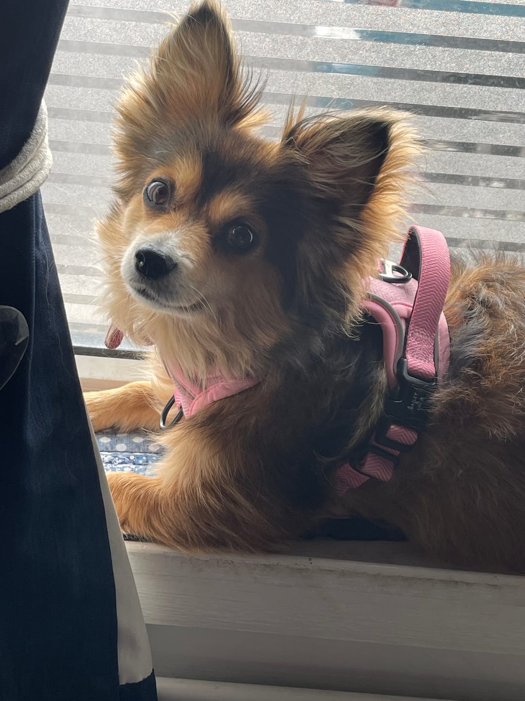 Customer photo review of Bubblegum Pink Tweed Dog Harness - No Pull & Reflective | Trail & Glow®