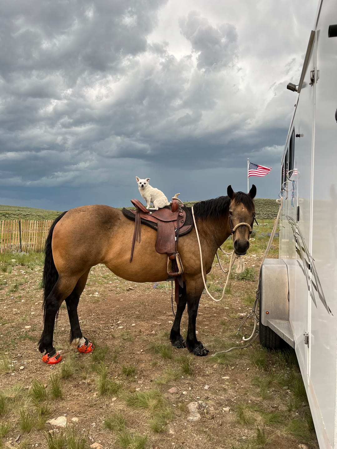 Customer photo review of Renegade® Viper Shield™ Hoof Boots - Black Knight