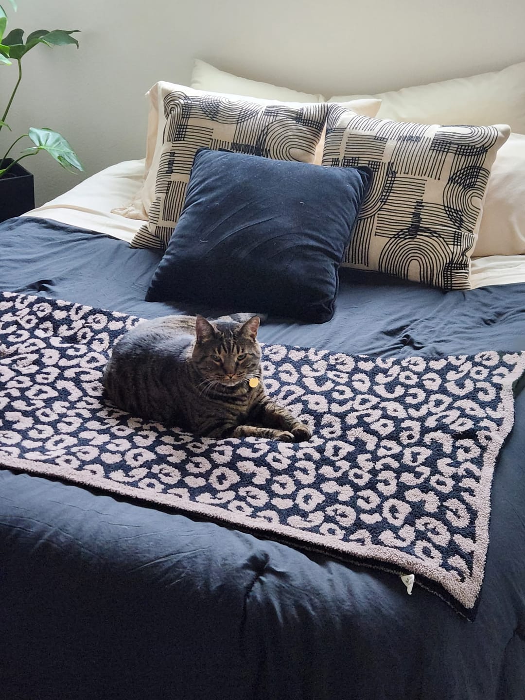 Customer photo review of King Koil Luxury Air Mattress with High Speed Built-in Pump