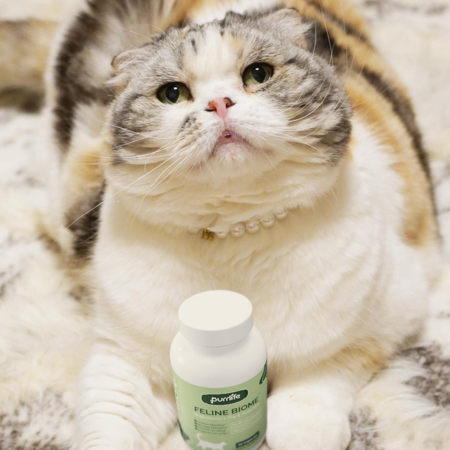 Customer photo review of Feline Biome™ - Probiotic Cat Supplement