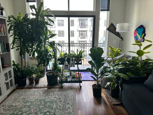 Customer photo review of Houseplant Pest Spray