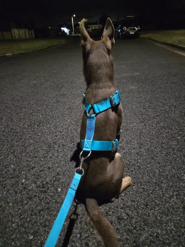 undefined review of SUPATUFF® Strong Dog Harness Turquoise (Regular Fit) image 1 out of 3