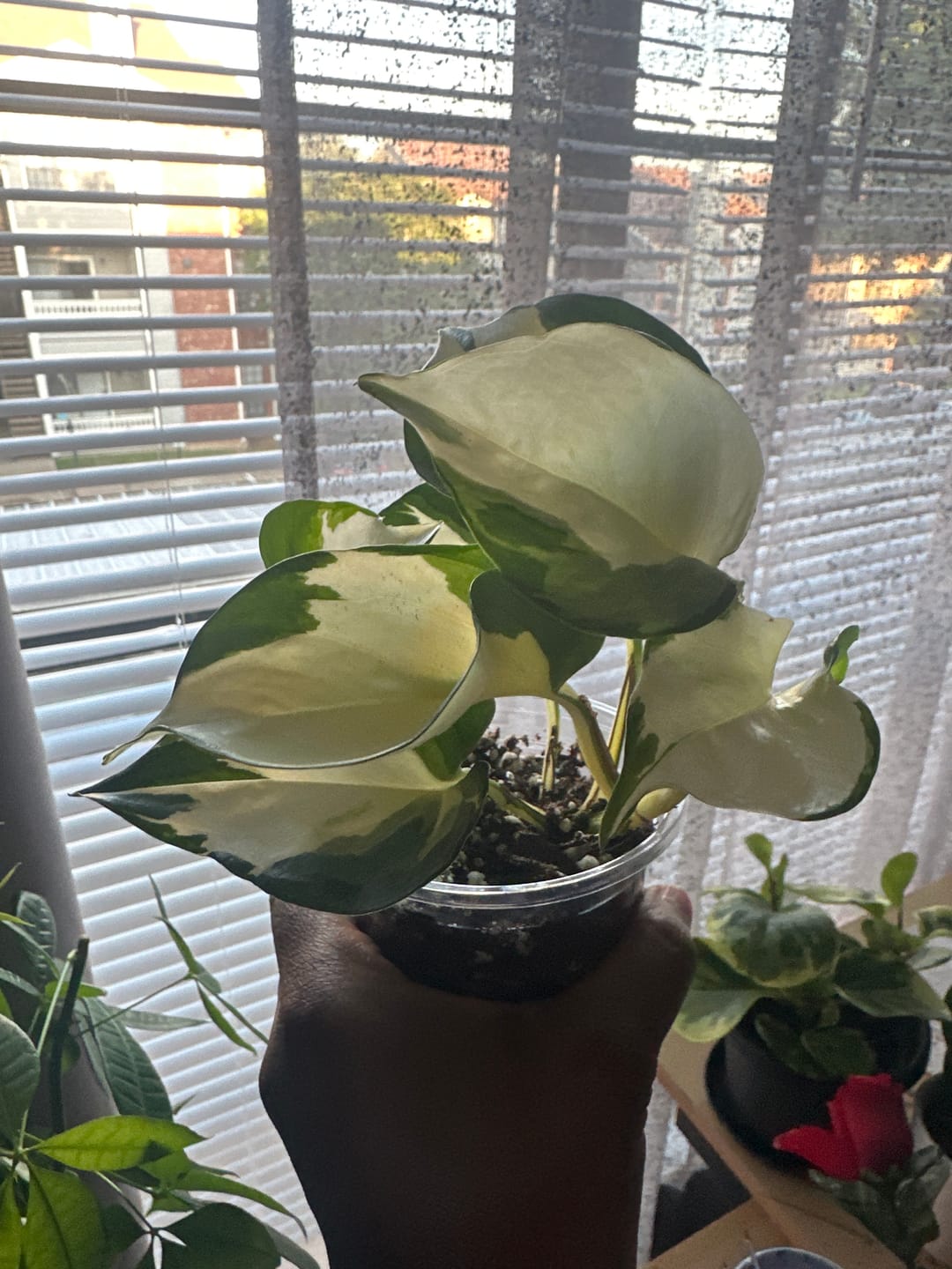 Customer photo review of Pothos Epipremnum aureum 'Manjula'