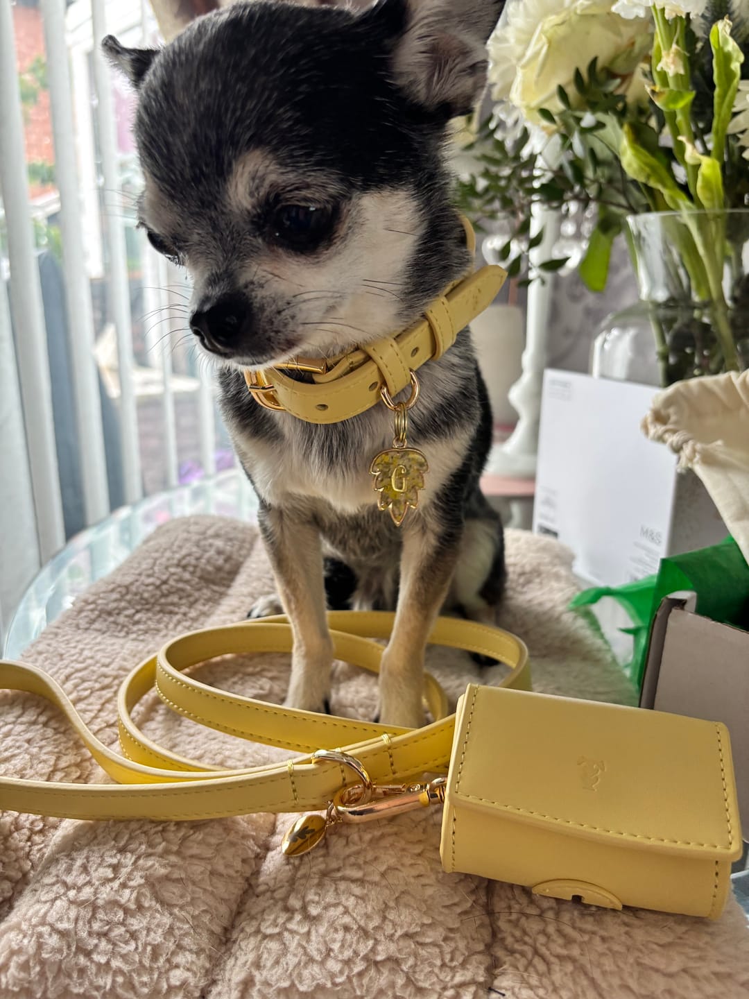 Customer photo review of Primrose Dog Collar