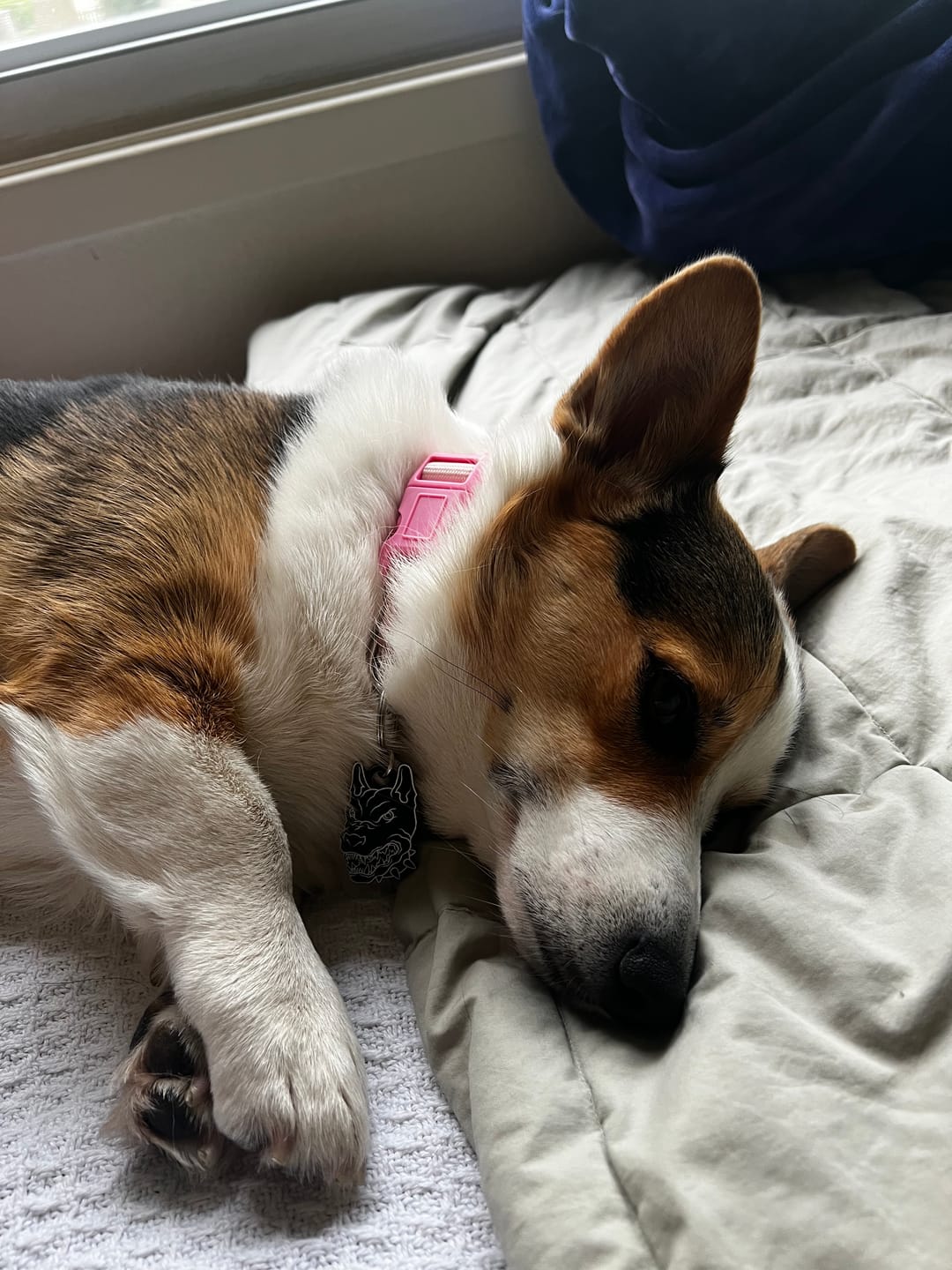 Customer photo review of PET TAG