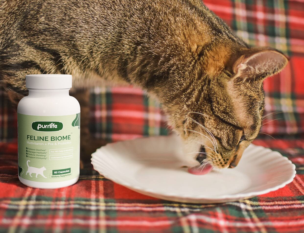 Customer photo review of Feline Biome™ - Probiotic Cat Supplement