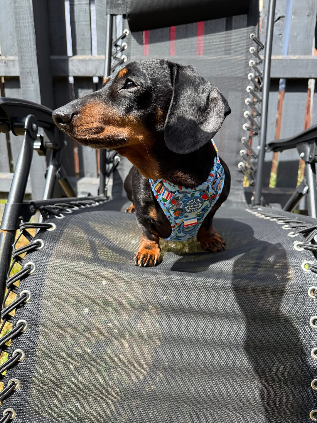 Customer photo review of Disney© Tough Trails™ Harness - Stitch's Fruit Fiesta
