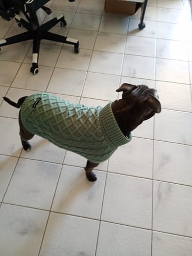 Customer photo review of Cable Knit Dog Sweater - Pine Green