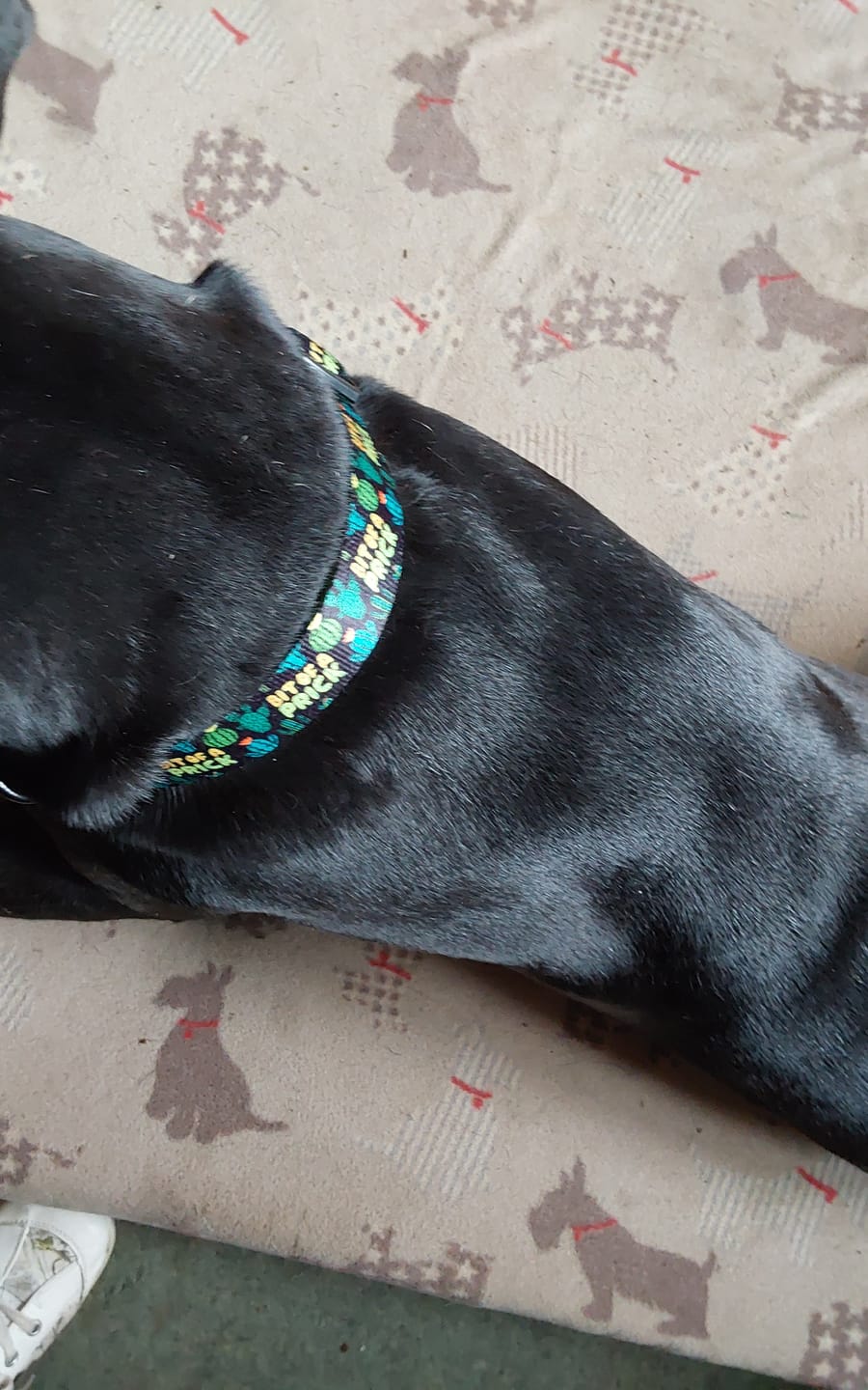 Customer photo review of Bit of a prick collar
