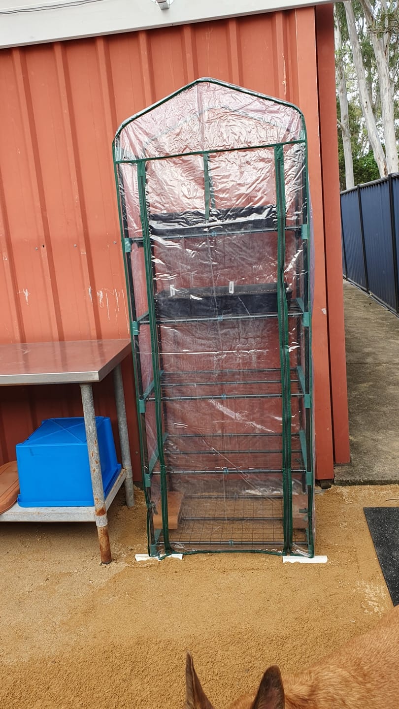 Customer photo review of Greenfingers 189cm Mini Tunnel Green House