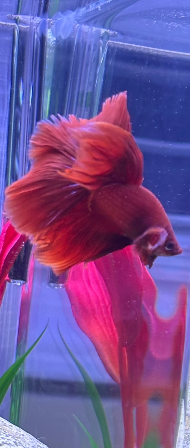 Customer photo review of Super Red Halfmoon Male Betta Fish