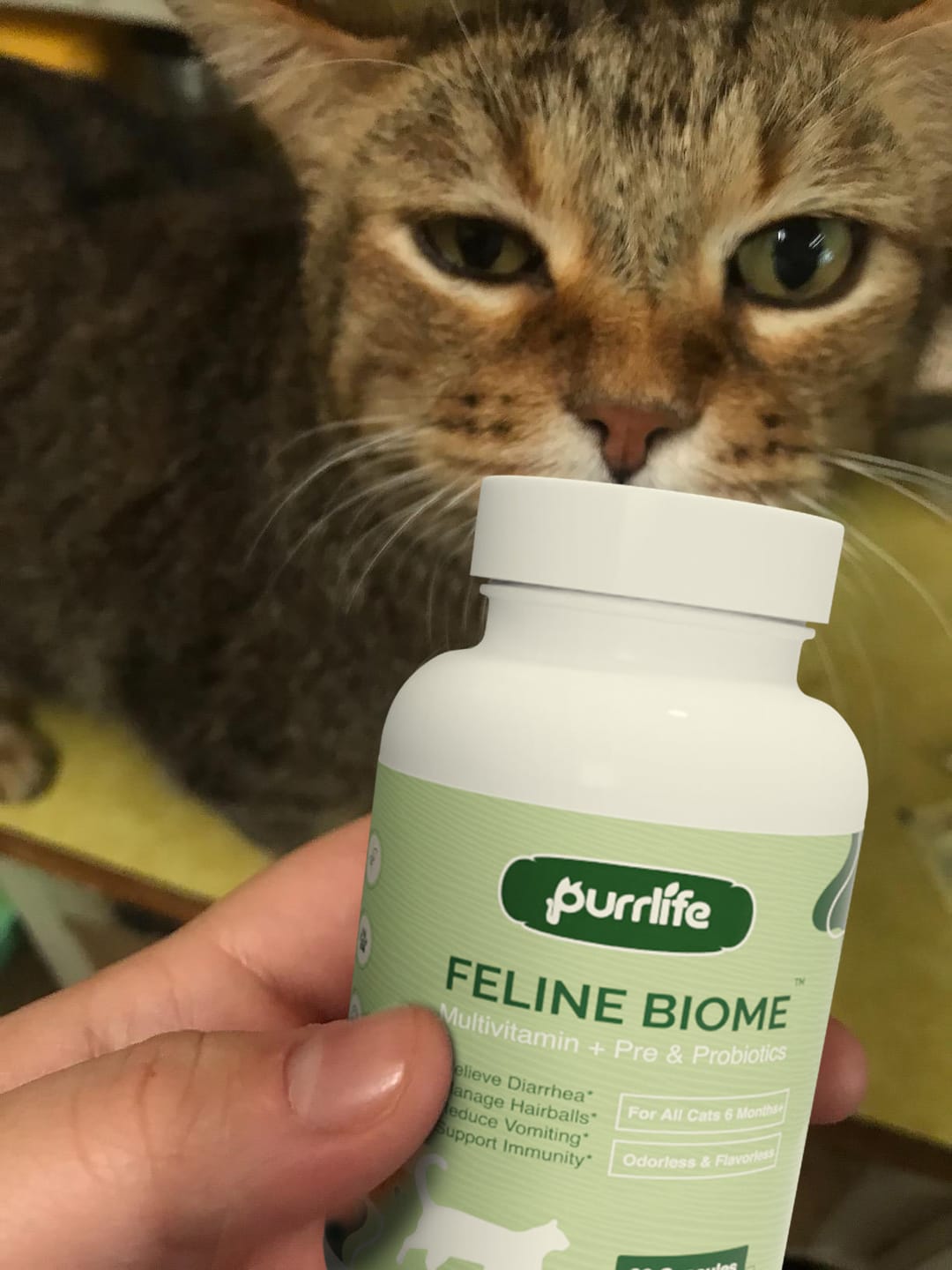 Customer photo review of Feline Biome™ - Probiotic Cat Supplement