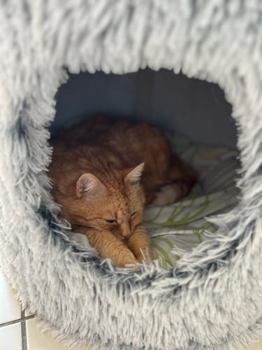 Avis photo d'un client sur Croquettes Chat Stérilisé Sans Céréales - Poulet