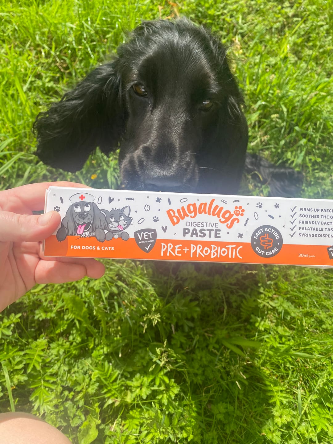 Customer photo review of Bugalugs Pre & Probiotic Digestive Paste for Dogs & Cats (30ml)