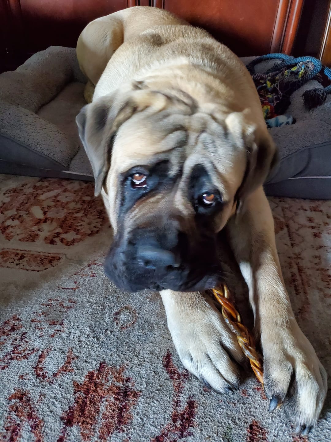 Customer photo review of 12 Inch Beef Trachea