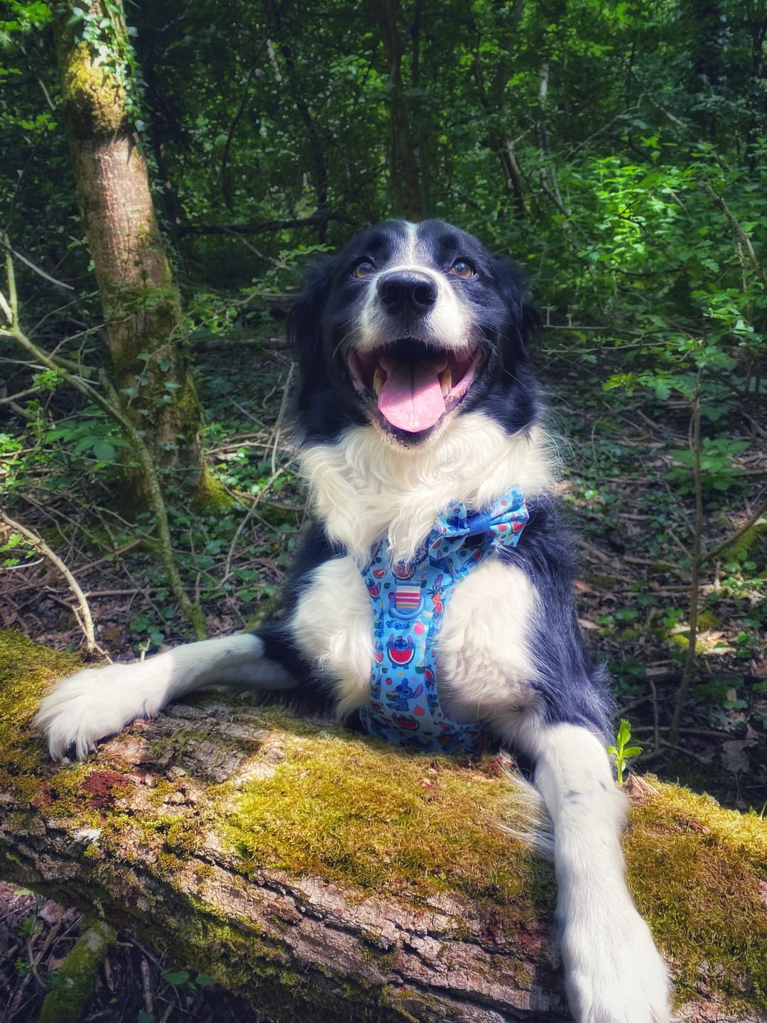 Customer photo review of Disney© Tough Trails™ Harness - Stitch's Fruit Fiesta