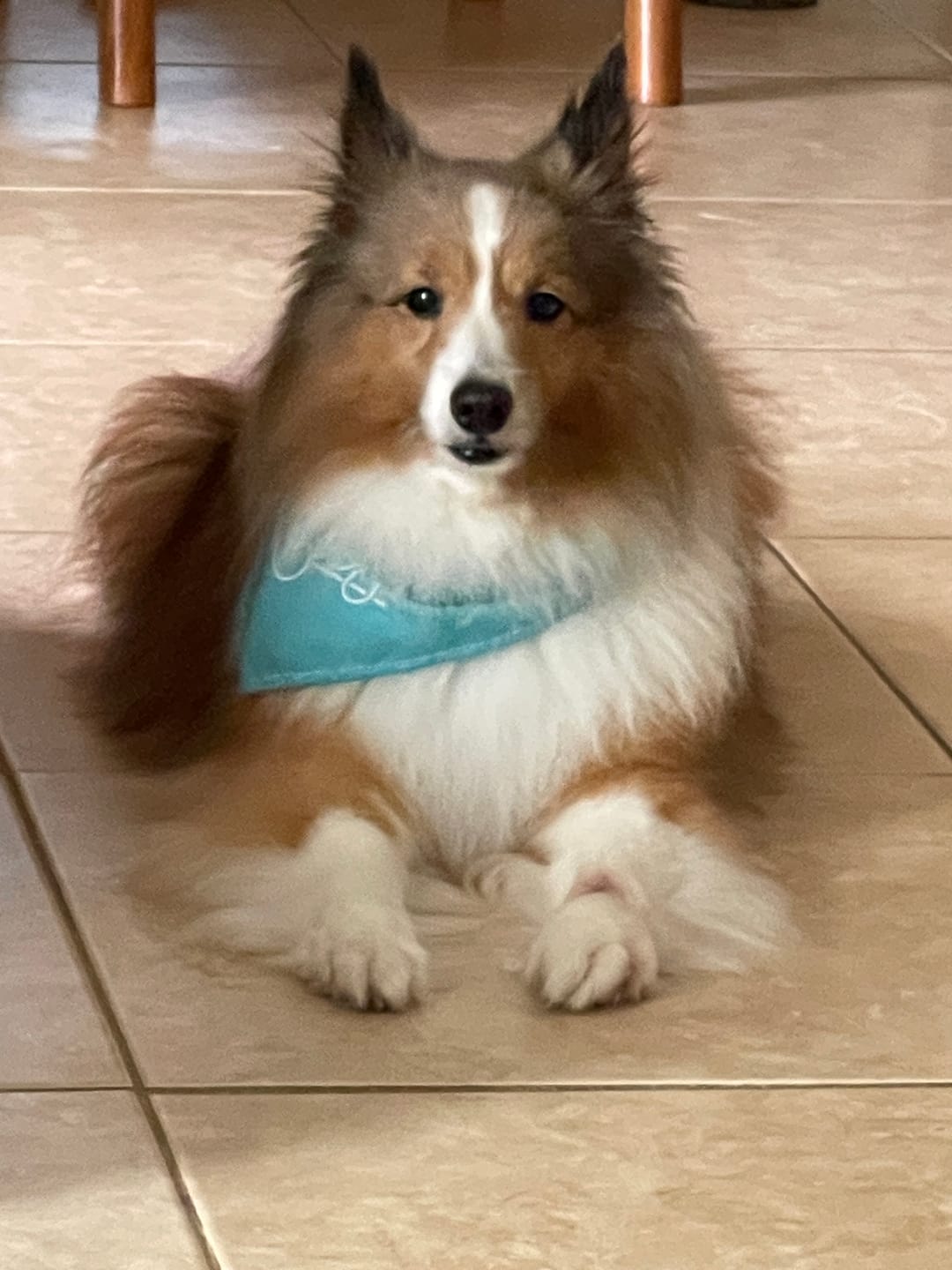 Customer photo review of KING KALM CBD 150mg - Medium Pet Formula 20 to 45lbs