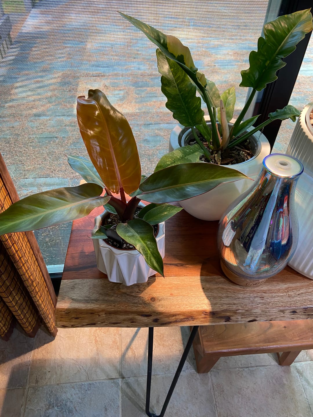 Customer photo review of Philodendron 'Sun Red'
