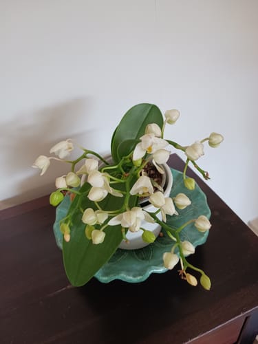 Customer photo review of Bonsaiorchidee Nazare mit weißen Blüten und 5+ Rispen