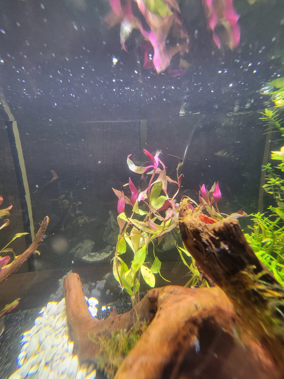 Customer photo review of Scarlet Temple  (Alternanthera reineckii)
