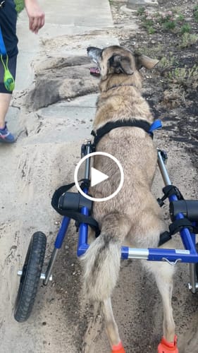 Customer video review of WagWellies® Mojave Neon Orange