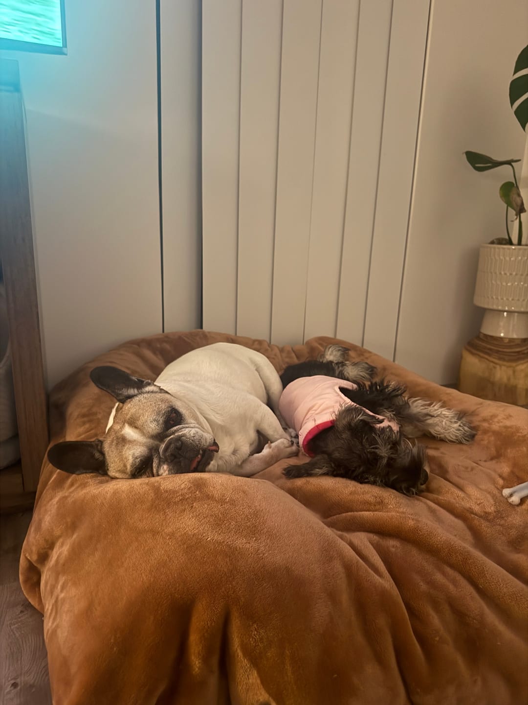 Customer photo review of Waterproof Splash Blanket™ - Teal The OG