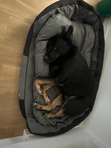 Customer photo review of Pawz Outdoor Waterproof Heavy Duty Dog Bed