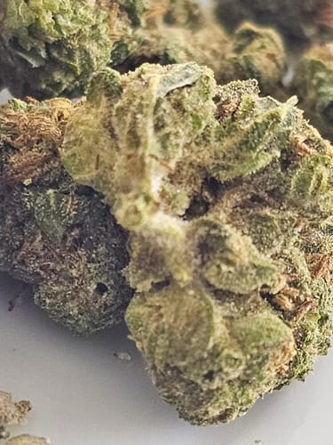 Customer photo review of Gorilla Glue THCA Flower