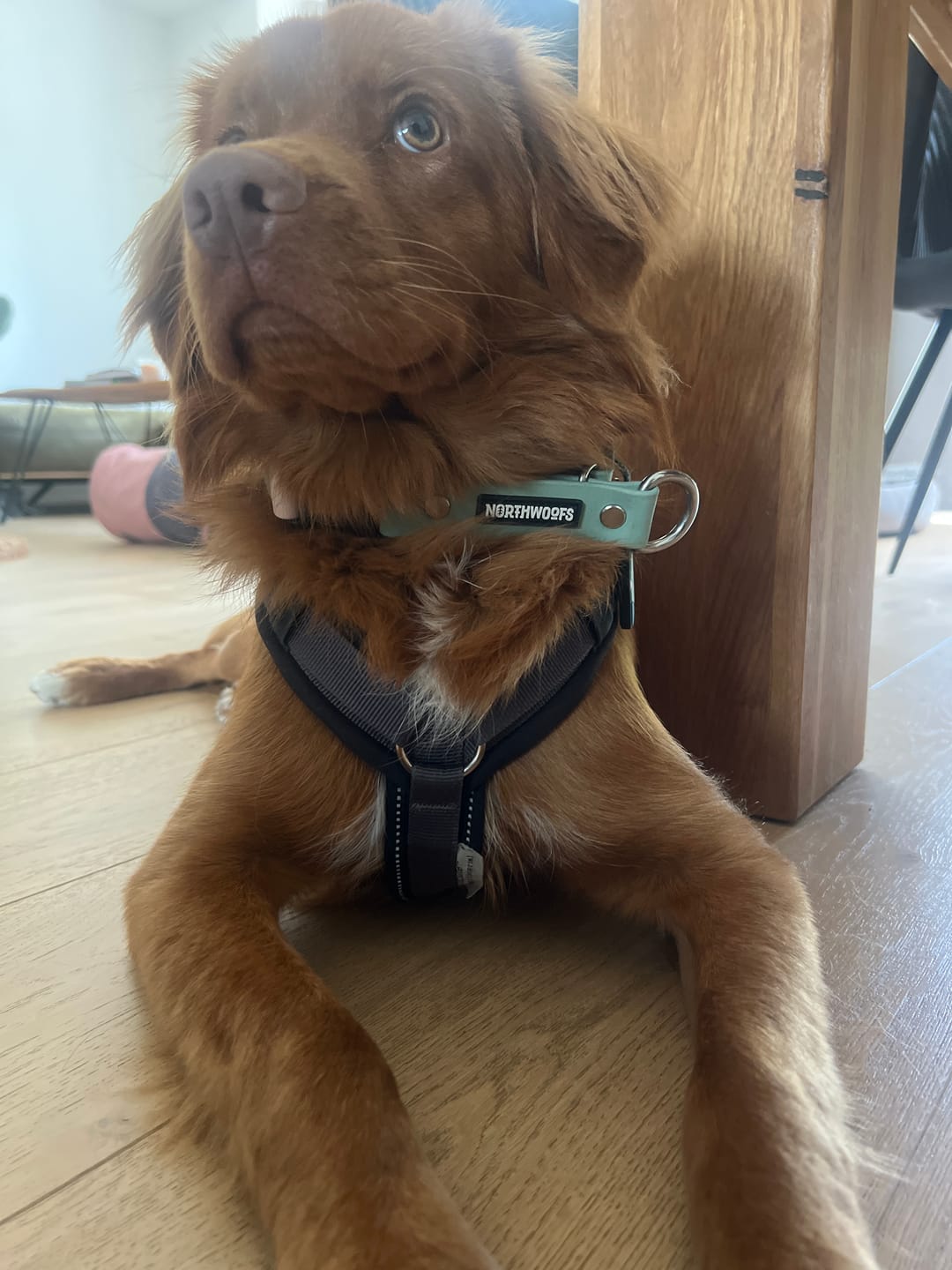 Customer photo review of The Tide - Limited QuickSlip™ Collar