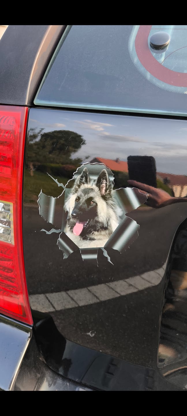 Customer photo review of Photo animal curieux - Autocollant pour voiture personnalisé