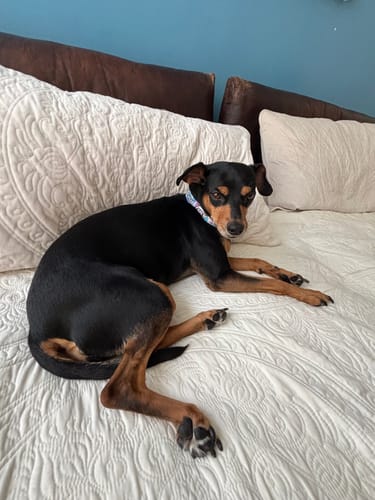 Customer photo review of Collar personalizado para Mascota: Orquideas