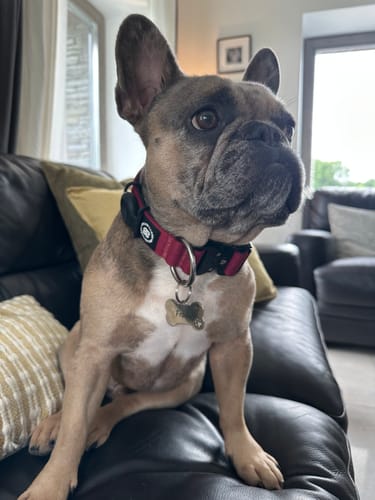 Customer photo review of 4cm Combat® Collar | Rated Clip - NO HANDLE - Burgundy