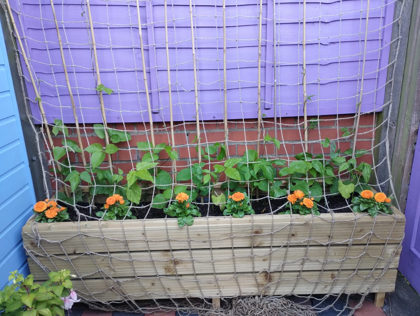 Customer photo review of Natural Compost - Organic and Peat Free - 50L Bag