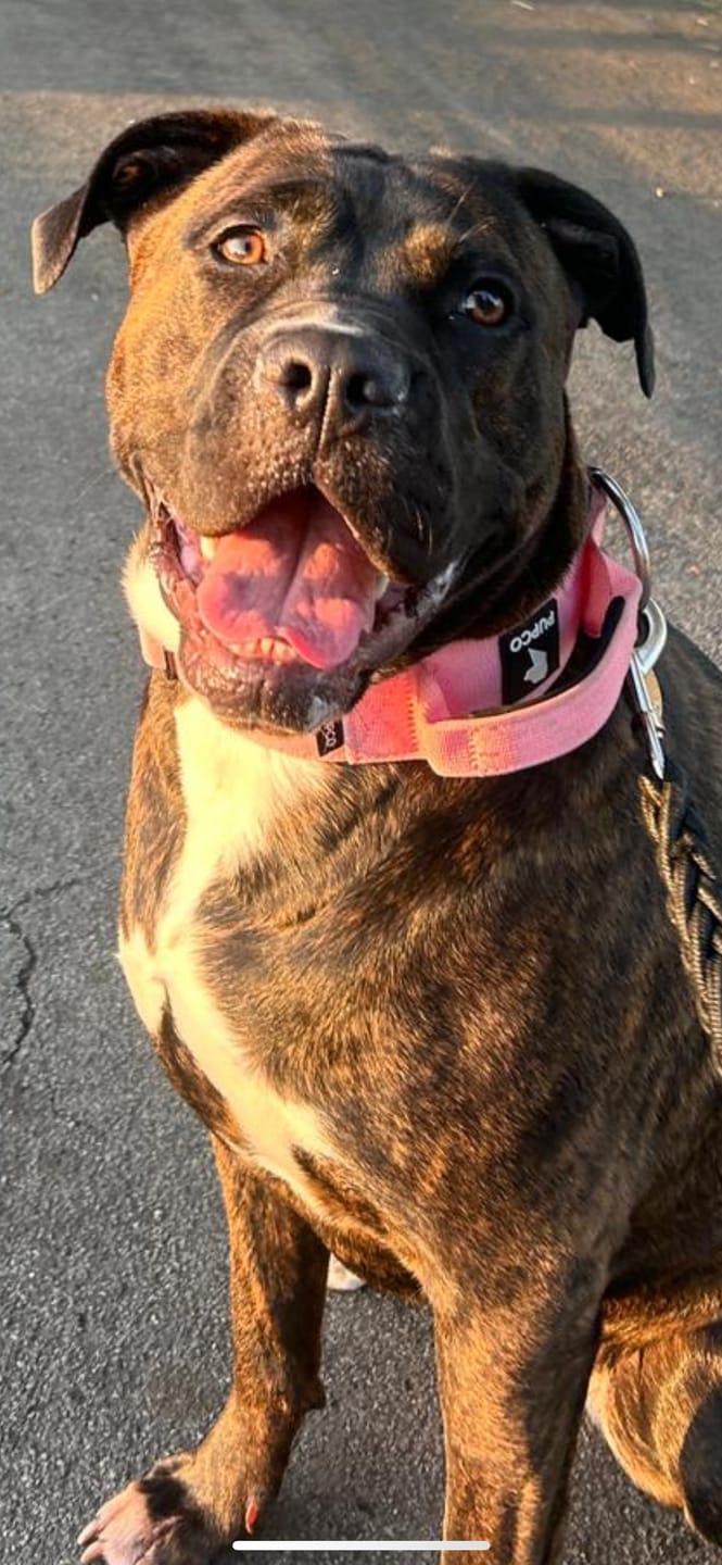 Customer photo review of Performance collar with handle 5CM - Turqouise