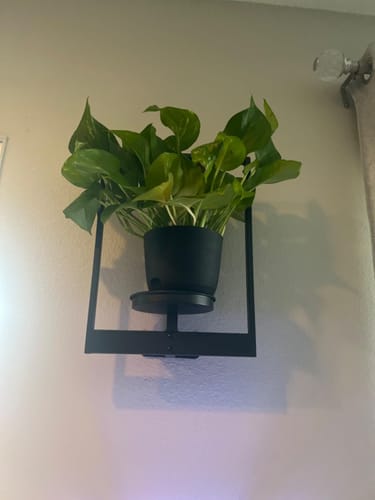 Customer photo review of Planty®