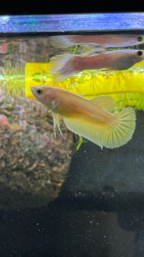 Customer photo review of Super Gold Female Betta Fish | Premium Gold