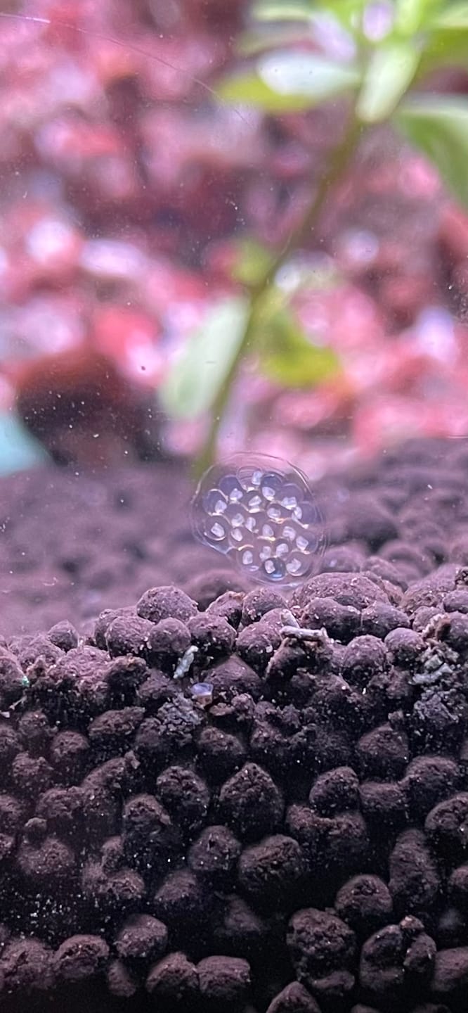 Customer photo review of RAMSHORN SNAILS (ASSORTED BLUE, PINK,GREY,GOLD)