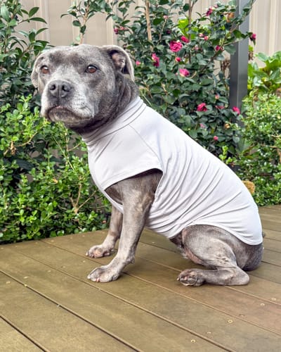 Customer photo review of Sunblock Dog T-Shirt - Grey