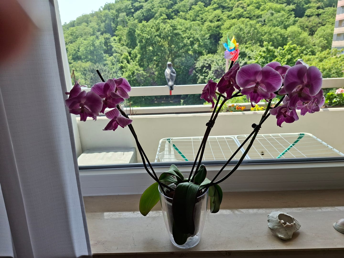 Customer photo review of Große Two of Us Farbmix im 3er Set mit 3 Rispen