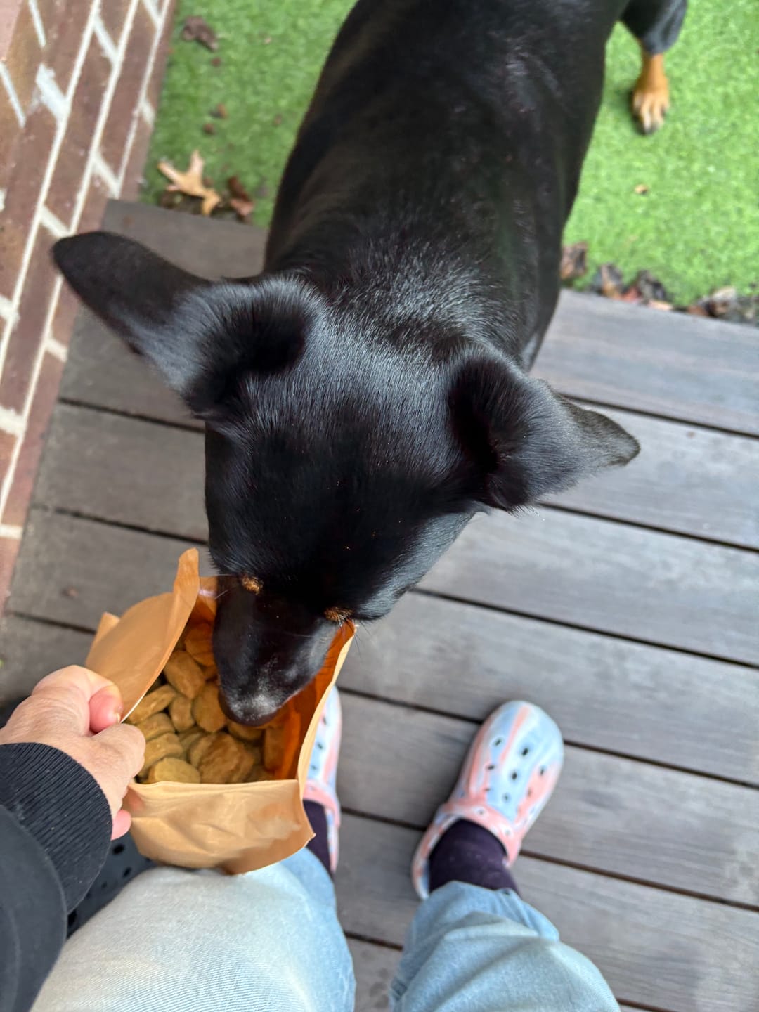 Customer photo review of Catch Me If You Can | Beef & Turmeric