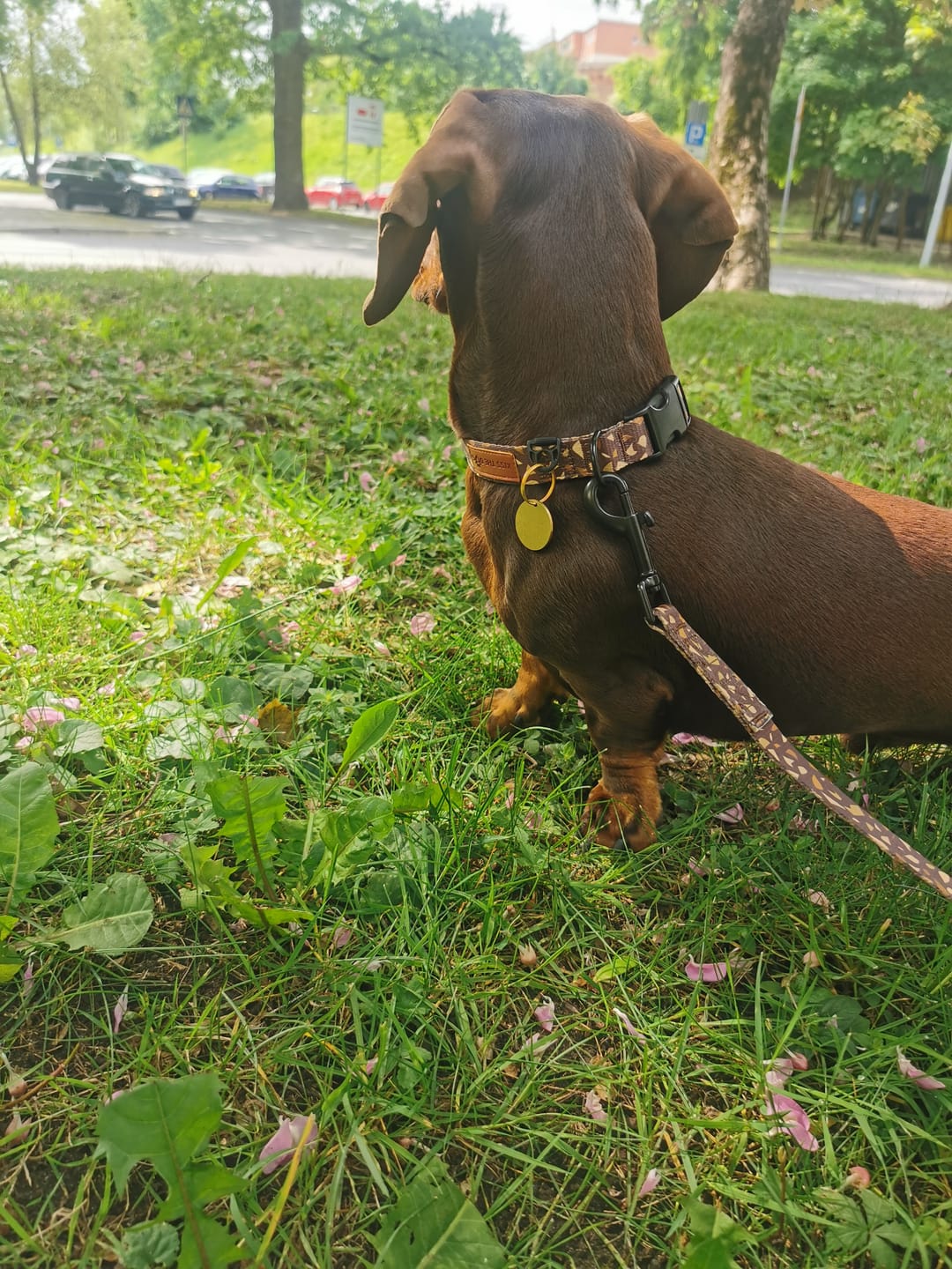 Customer photo review of Smycz miejska "Brownie Terrazzo" - czarne okucia
