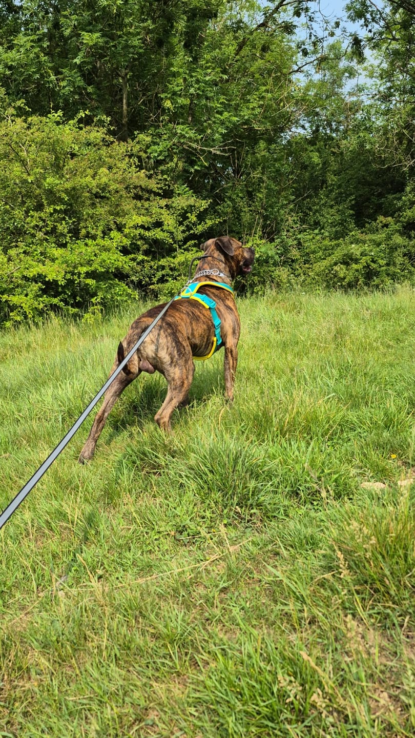 Customer photo review of Slip on Harness | Foam Padded - Turquoise x Yellow