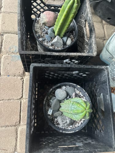 Customer photo review of San Pedro Cactus | Trichocereus (Echinopsis) Pachanoi
