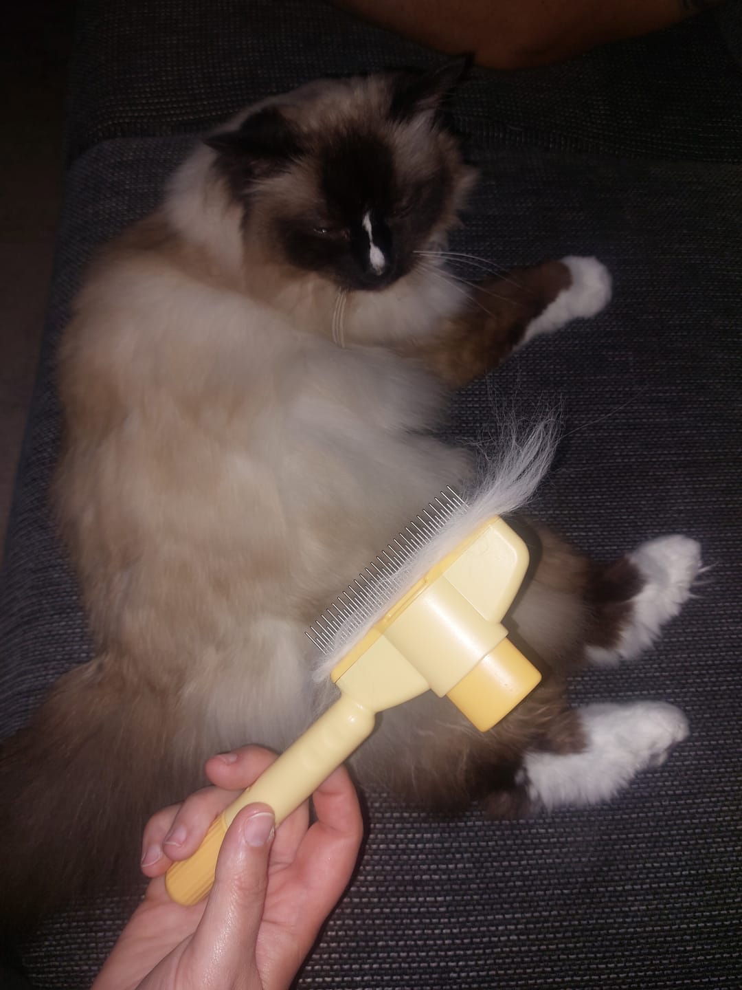 Customer photo review of Fur Lightning Brush