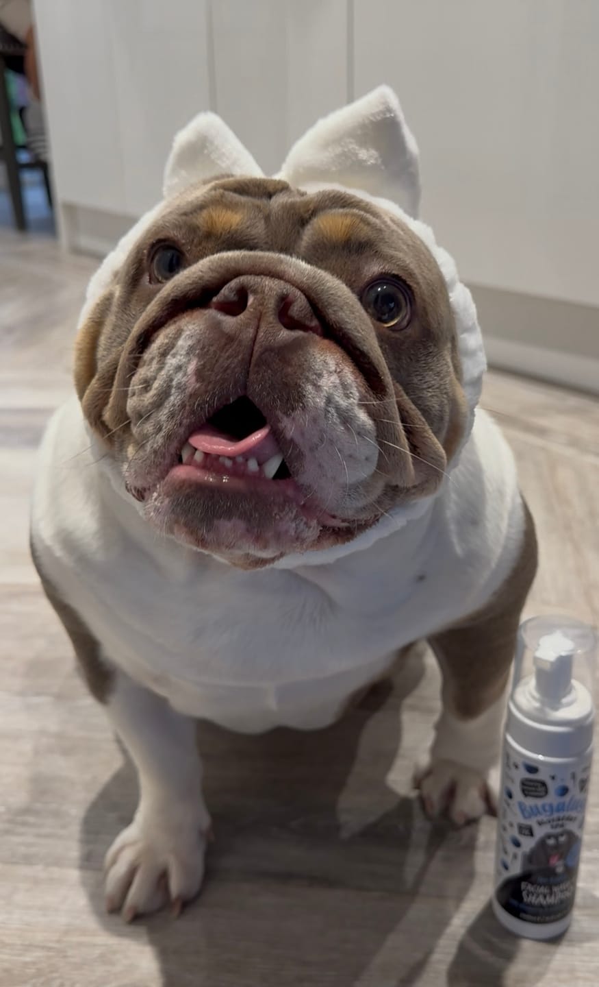 Customer photo review of Blueberry Spa™ No Rinse Facial Wash + Shampoo with Blueberry & Colloidal Oatmeal for Dogs