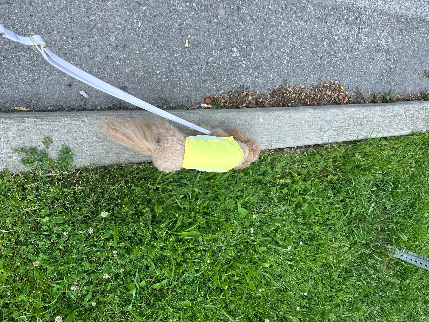 Customer photo review of Ocean Cooling Vest (Lemon Sherbet)